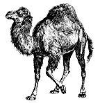Perl logo